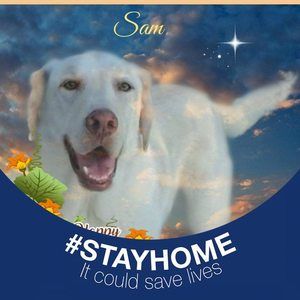 Meet your Posher, Siri c